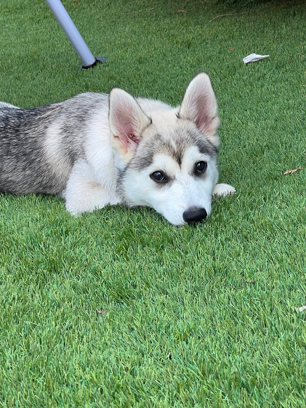 Pomsky pup 16 weken, Dieren en Toebehoren, Overige rassen, 8 tot 15 weken, Teef, Parvo