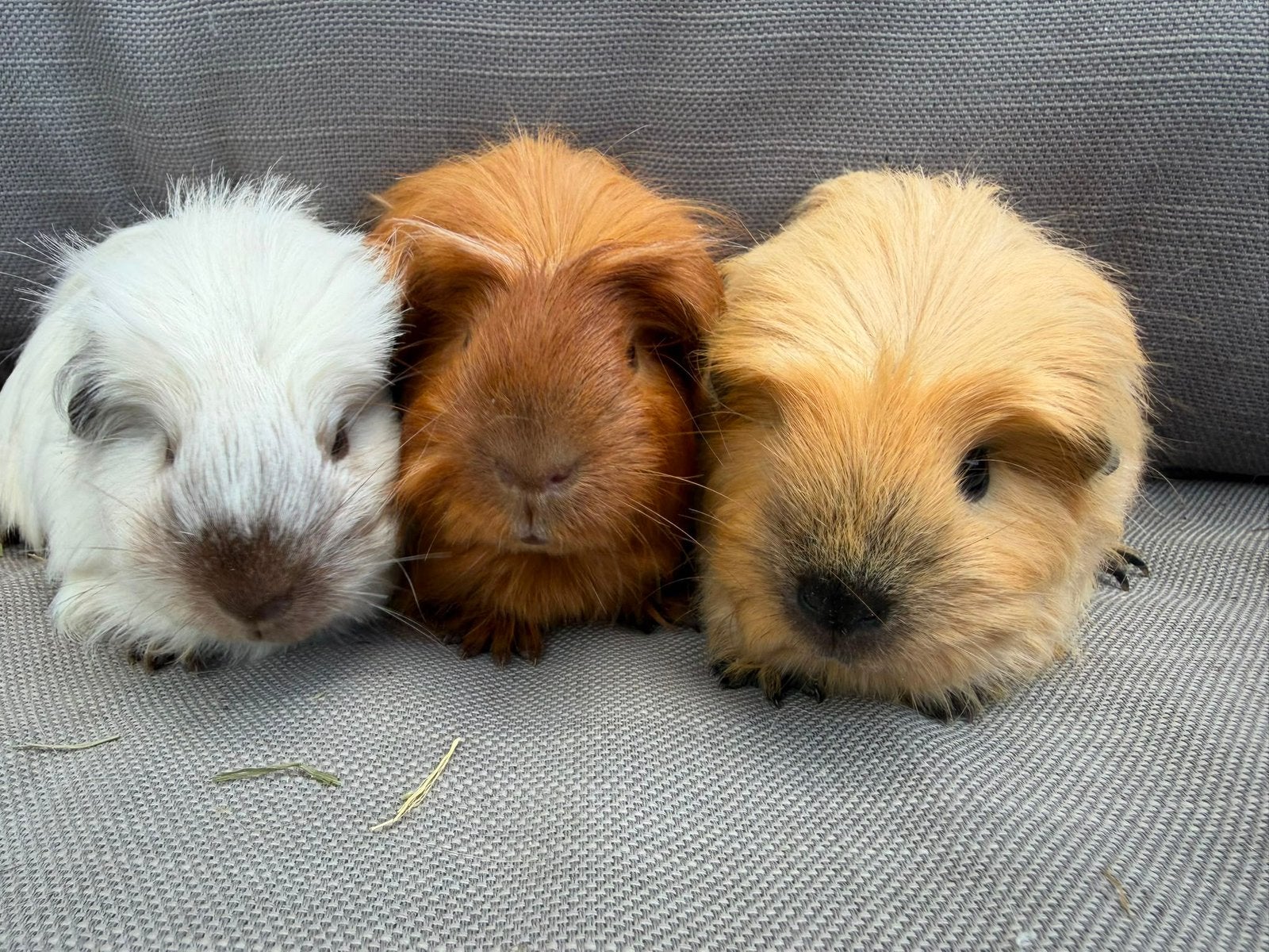Jonge tamme langharige cavia’s california coronet sheltie, Cavia, Mei, Meerdere dieren, Tam