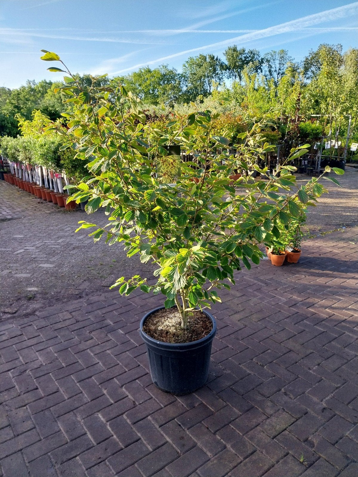 Hamamelis 'Arnold Promise' - Toverhazelaar 125-150 cm, Winter, Overige soorten, 100 tot 250 cm, Ophalen