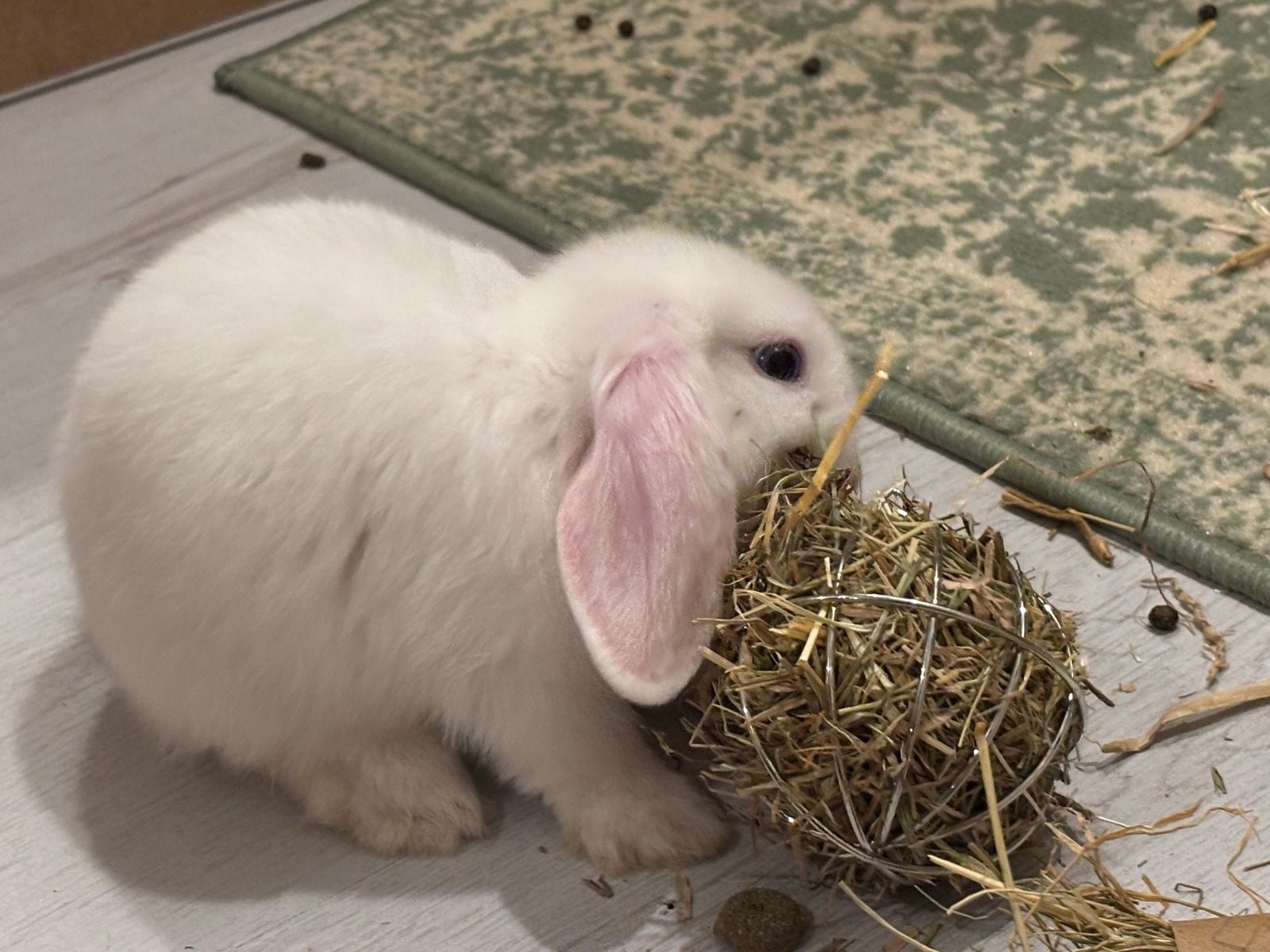 minilop konijntje (mannetje), Dieren en Toebehoren, Mannelijk, Klein, Hangoor, 0 tot 2 jaar