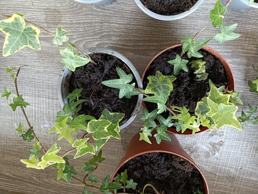Hedra hangplant kamerplant, Ophalen, Overige soorten, In pot, Minder dan 100 cm