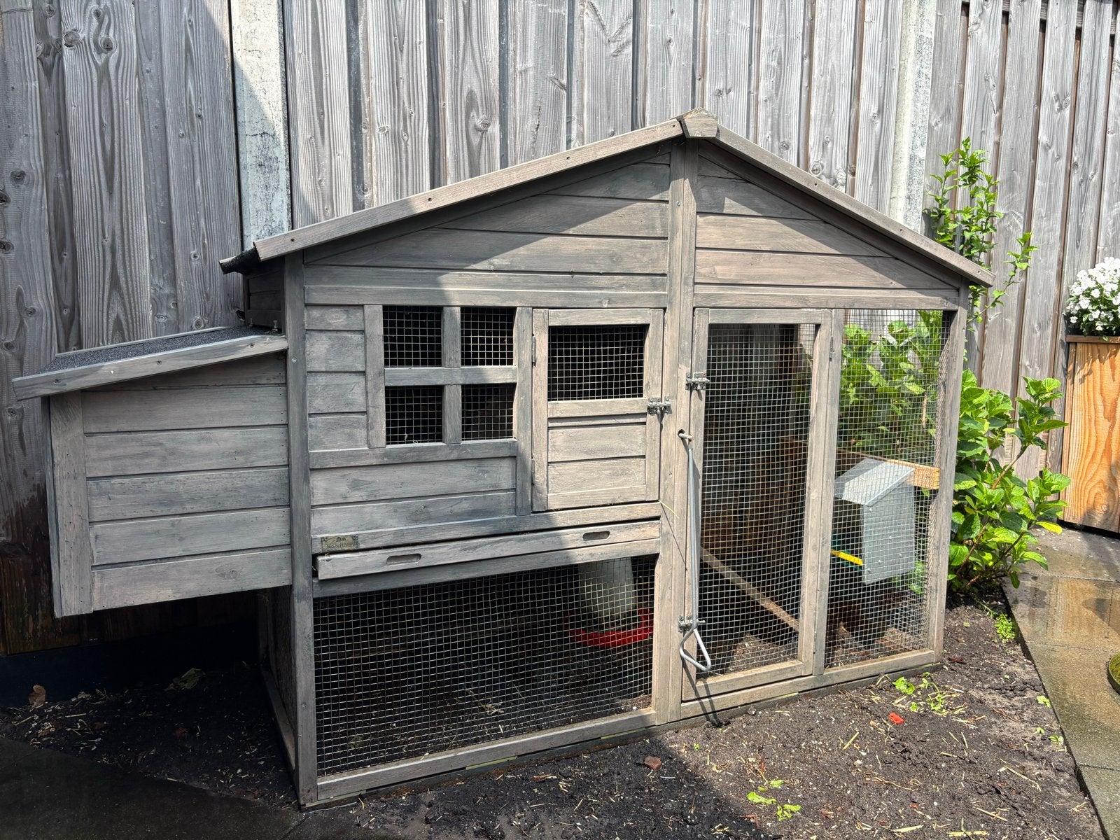 Net kippenhok!, Dieren en Toebehoren, Pluimvee, Vrouwelijk, Kip