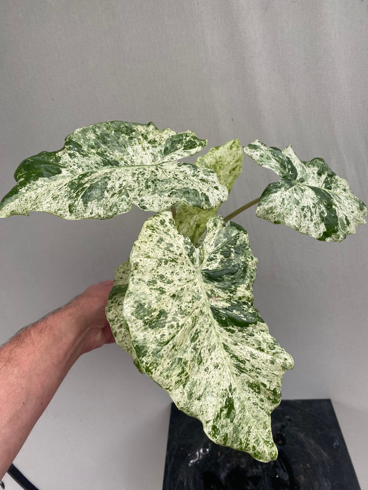 Alocasia macrorrhizos ‘Splash’ fraai groot exemplaar, Huis en Inrichting, Ophalen of Verzenden, Halfschaduw, Minder dan 100 cm