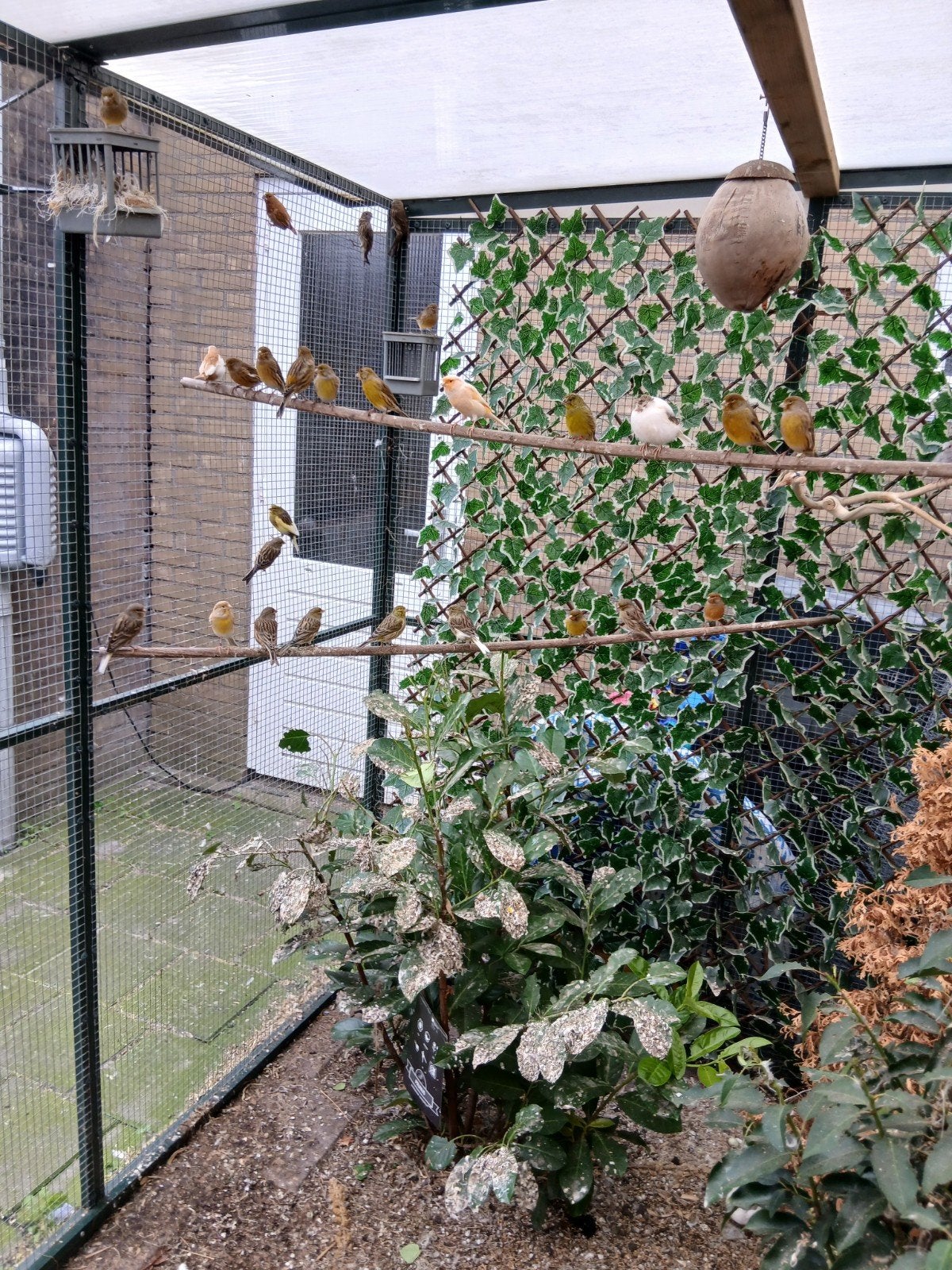 20 of 30 kanaries uit de buiten volière, Dieren en Toebehoren, Meerdere dieren, Bastaard