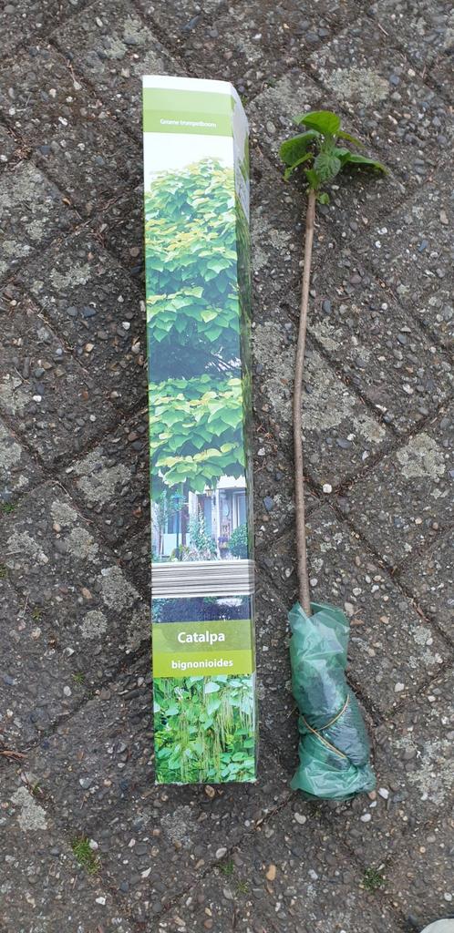 Catalpa Bignonioides - Trompetboom (nieuw in doos), Tuin en Terras, Overige soorten, Minder dan 100 cm, Zomer, Ophalen
