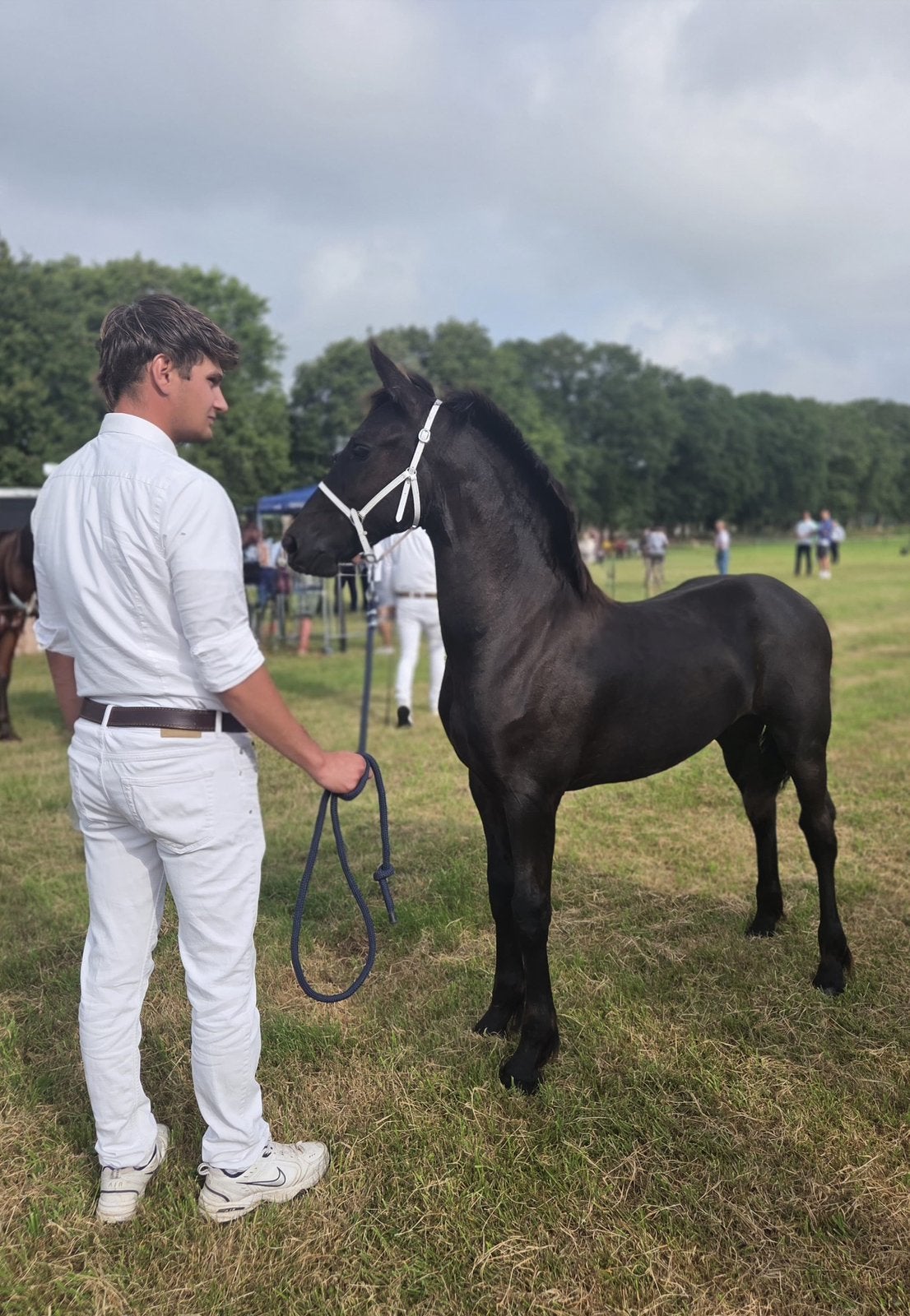 Te koop: Herke fan Wâldhiem – Fries hengstveulen, Dieren en Toebehoren, Paarden, Hengst, 0 tot 2 jaar