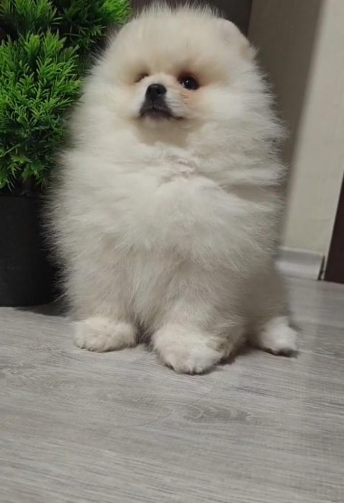 Pomeriaan pups, Dieren en Toebehoren, Particulier, 15 weken tot 1 jaar, Reu, Buitenland