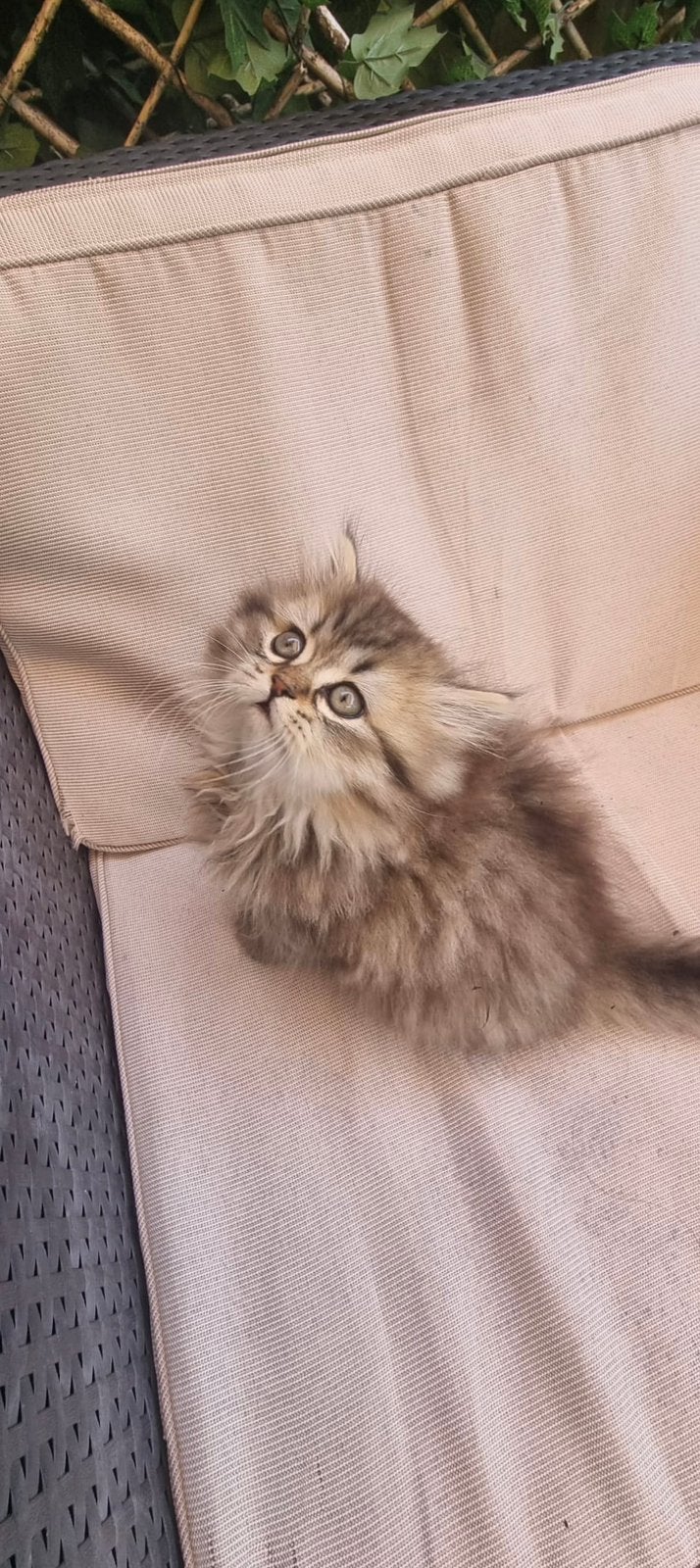 Britse langhaar kitten, Dieren en Toebehoren, Kater