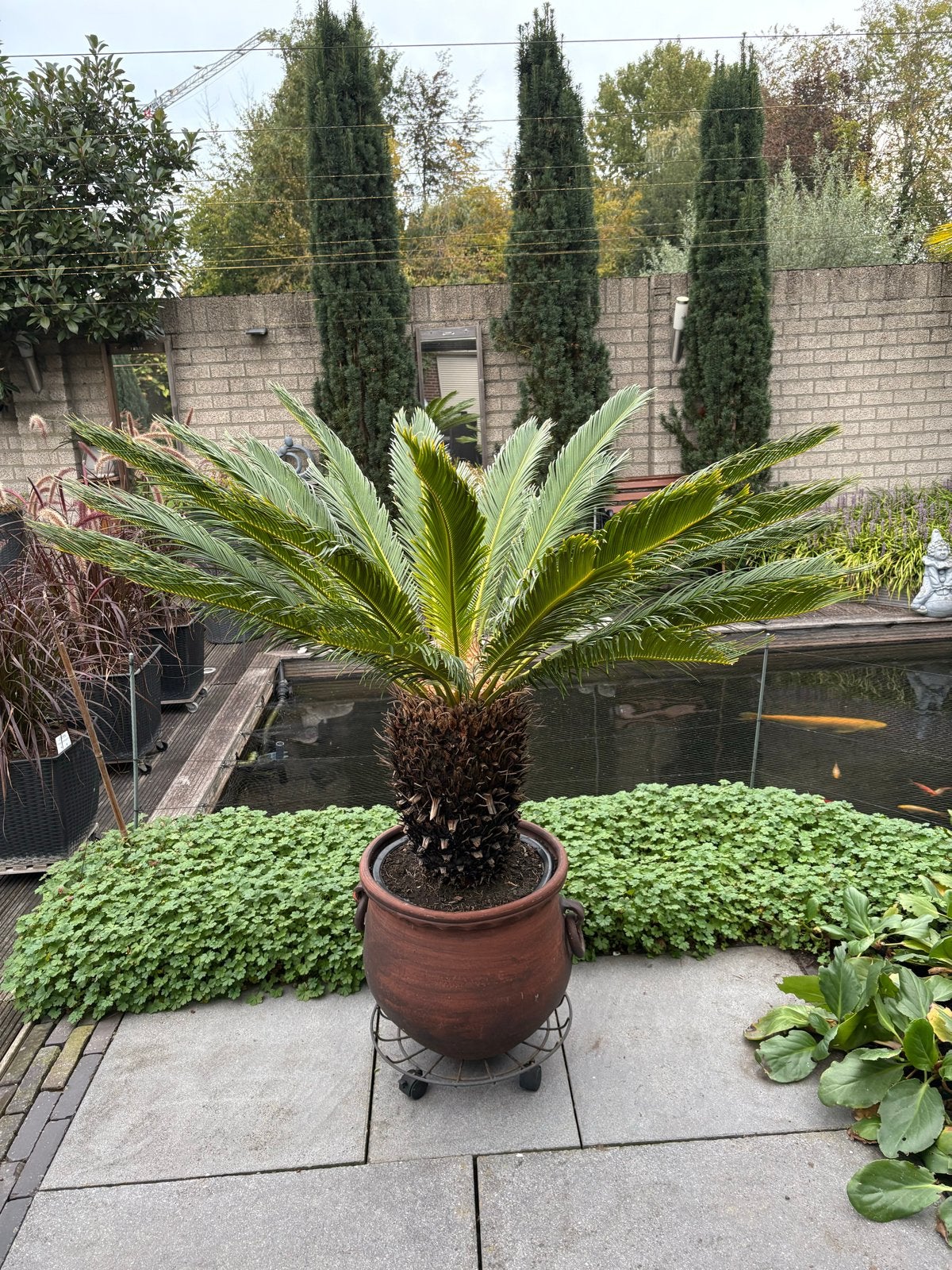 Cycas Revoluta - Japanse Sagopalm in terracotta pot, Tuin en Terras, Vaste plant, Bloeit niet, Halfschaduw, Ophalen