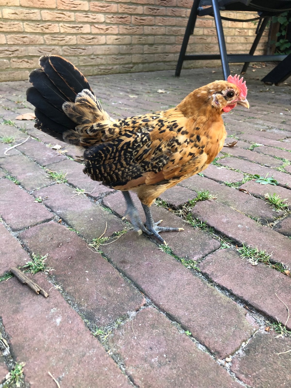 Groninger meeuw haan, Mannelijk, Kip
