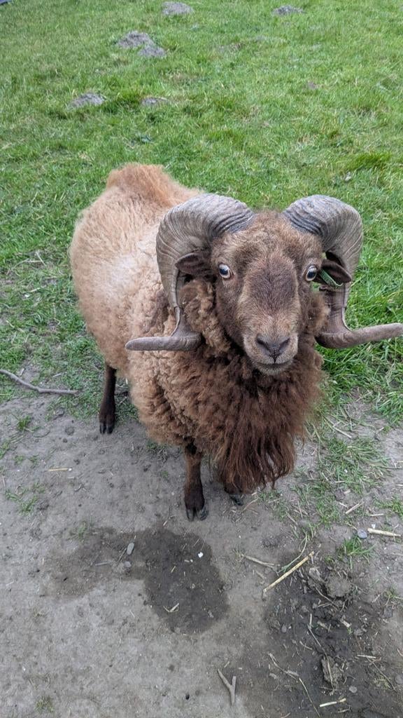 Ouessant ram, Dieren en Toebehoren, Mannelijk, Schaap, 3 tot 5 jaar