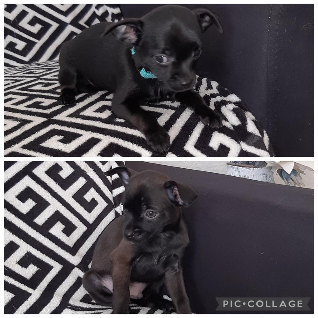 2 stoere Chihuahua 's pups reutjes - bezorgen mogelijk K.k, Dieren en Toebehoren, Reu, Eén hond, Chihuahua, Nederland