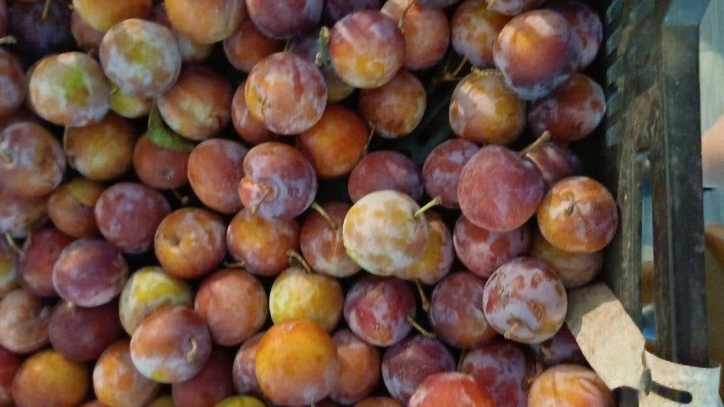 peren en pruimen, Ophalen