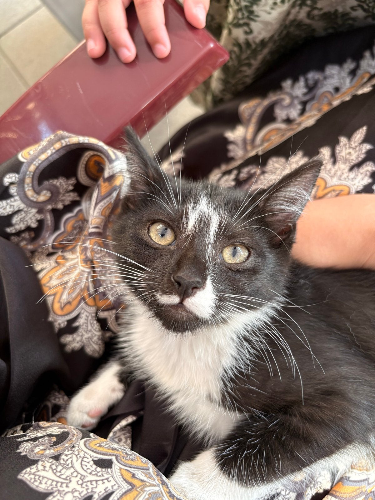 Kitten 16 weken oud, Poes