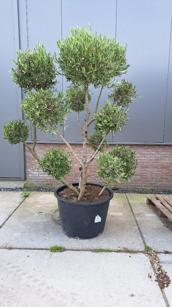 Olijf Boom Bonsai, Bloeit niet, Ophalen of Verzenden, Olijfboom, 250 tot 400 cm