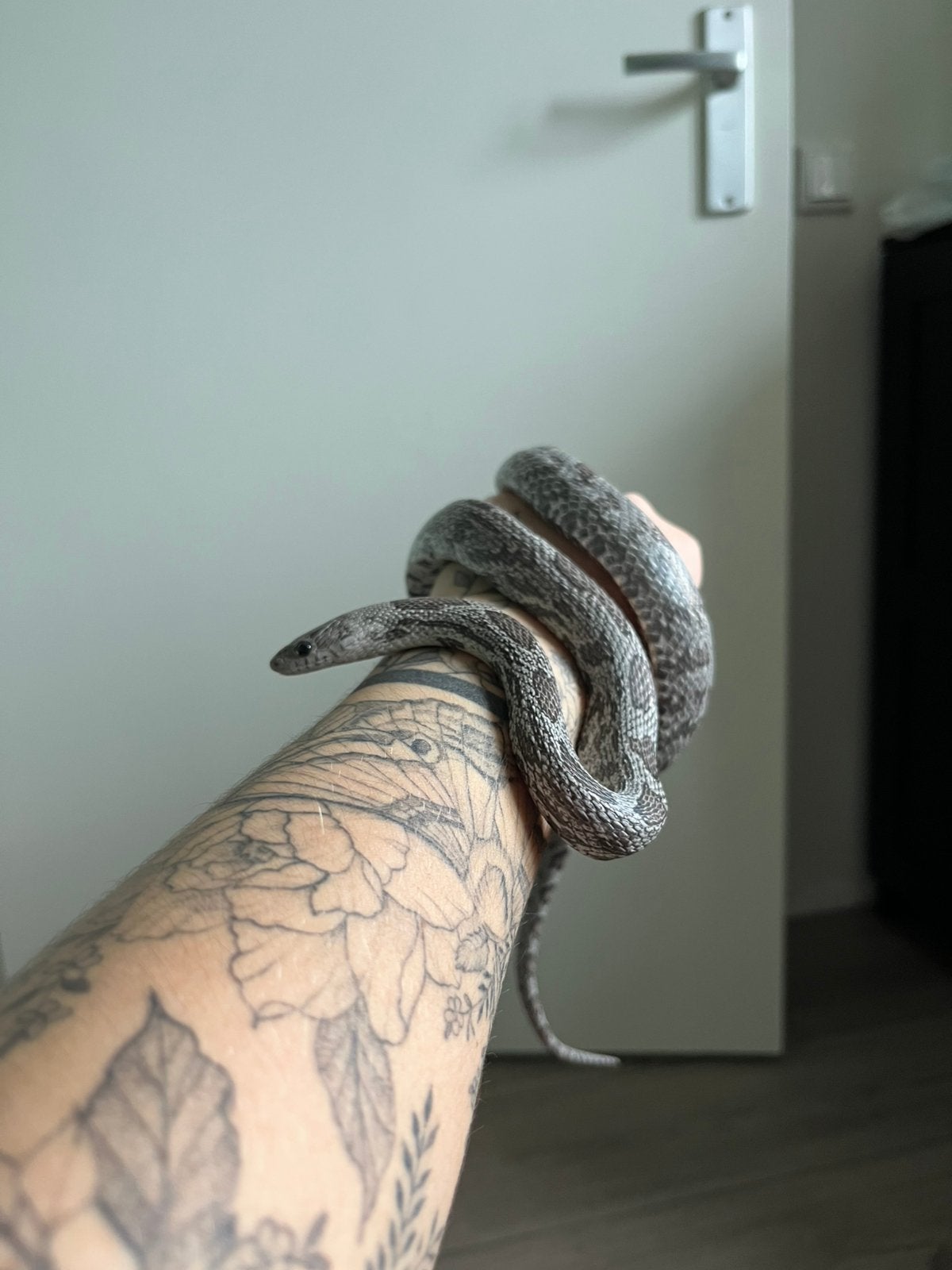 Korenslang 2 jaar Corn Snake photo 2