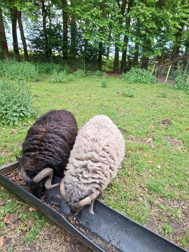 Te koop: twee Ouessant rammen (ook los te koop), Dieren en Toebehoren, Schapen, Geiten en Varkens, Mannelijk, Schaap, 3 tot 5 jaar