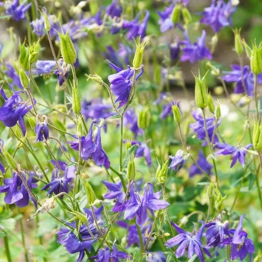 Akelei (Aquilegia) - Paarse Vaste Plant in Pot, Tuin en Terras, Overige soorten, Vaste plant, Ophalen of Verzenden, Halfschaduw