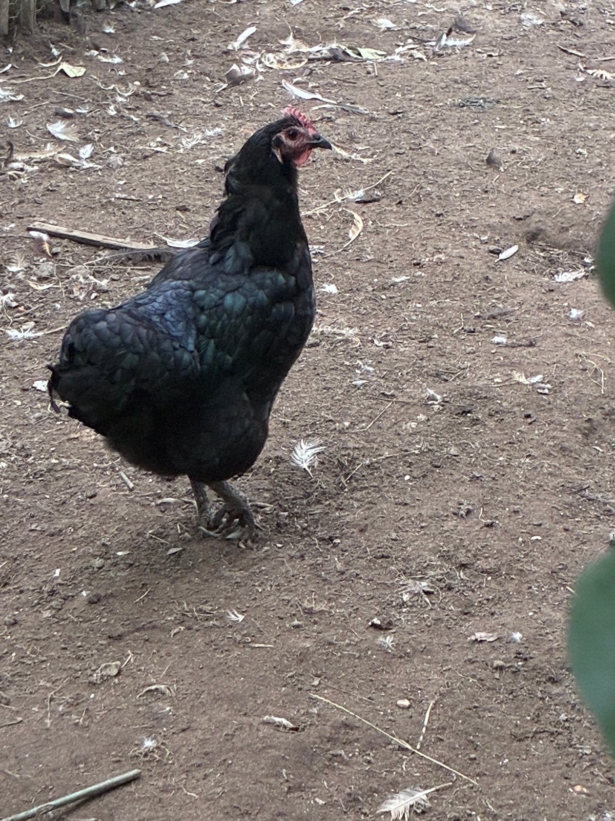 Australorp kip, Dieren en Toebehoren, Vrouwelijk, Kip