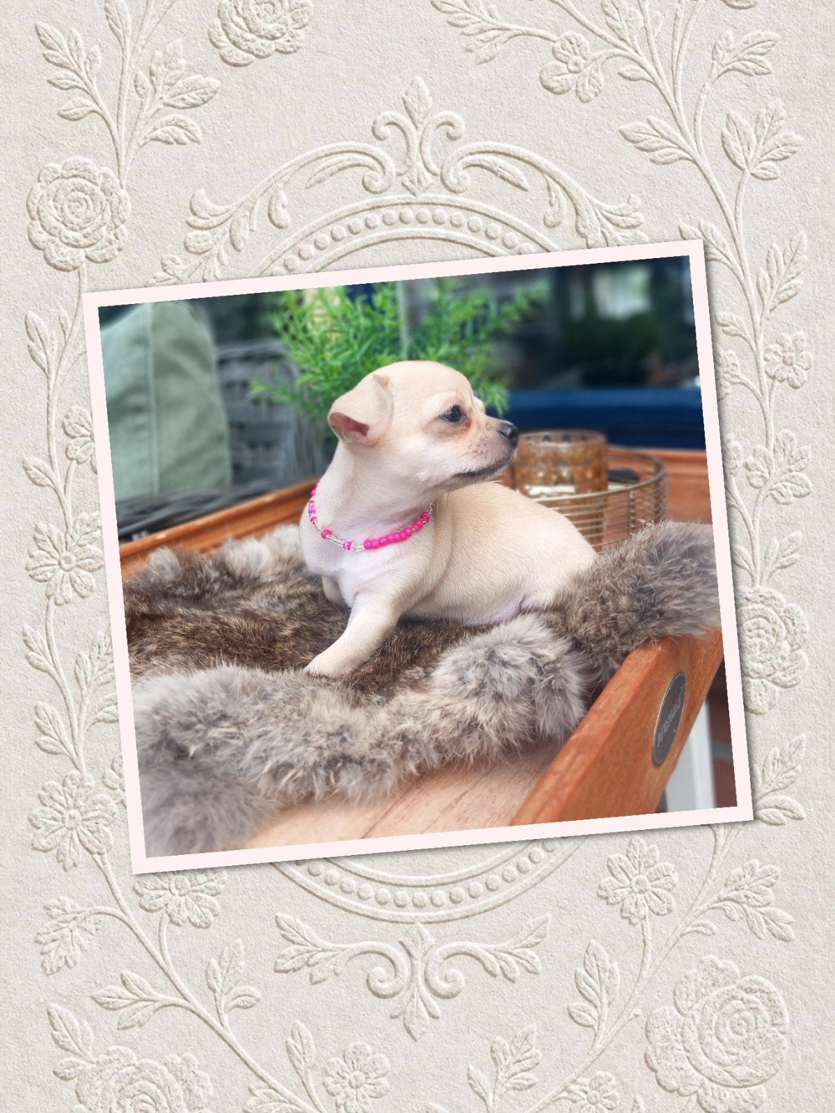 Chihuahua meisje " lilac/fawn"( bijzondere kleur), 8 tot 15 weken, Teef, Parvo, Eén hond