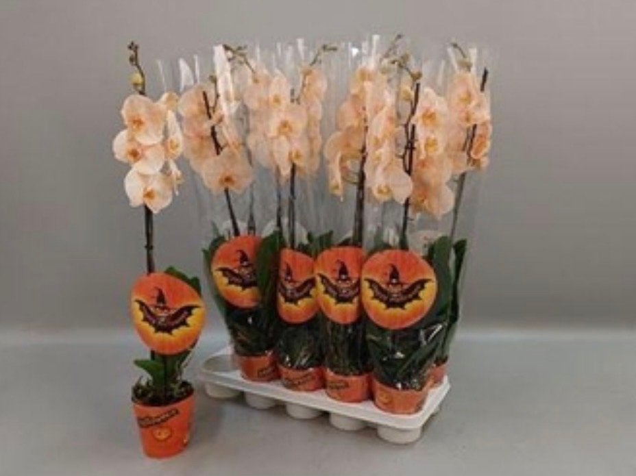 Orchidee (Phalaenopsis) 1-tak - Oranje Halloween, Overige soorten, Vaste plant, Ophalen of Verzenden, Bloeit niet