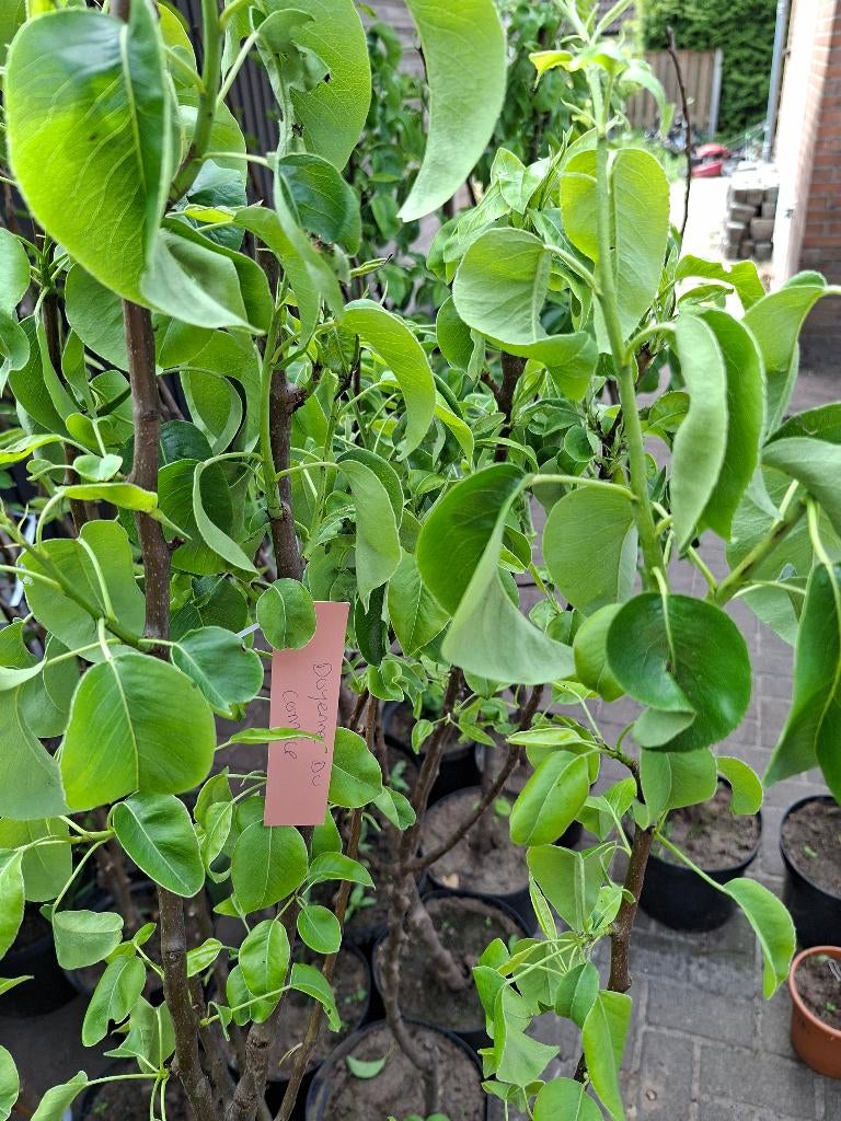 Fruitbomen op = op (appel, peer, pruim, kers), Ophalen, Lente, In pot, Appelboom