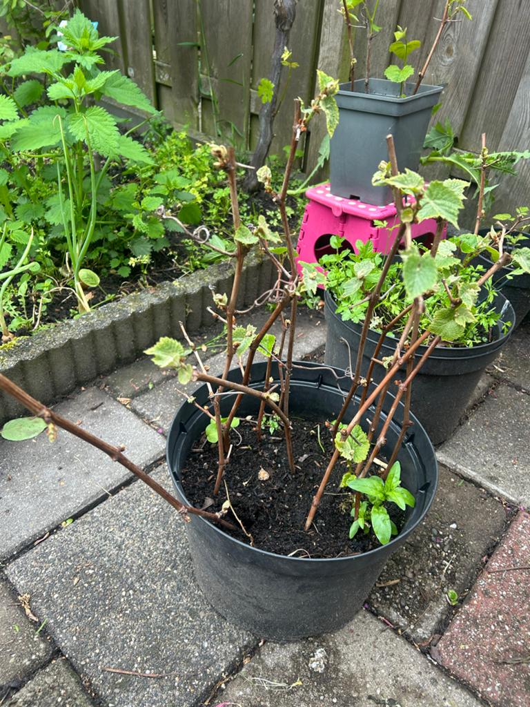Druivenplanten in pot - Jonge wijnranken per stek 5 euro, Volle zon, Vaste plant, Ophalen of Verzenden, Fruitplanten