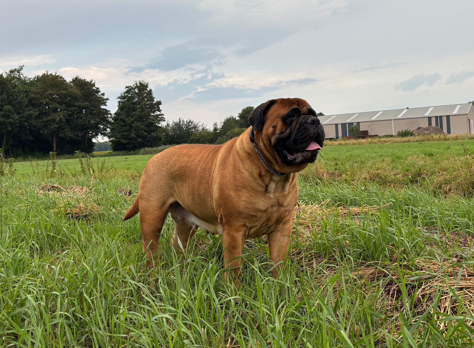 Bullmastiff pups met FGH stamboom in puppyplanning en Dekreu, 8 tot 15 weken, Geslacht onbekend, Parvo, Bulldog