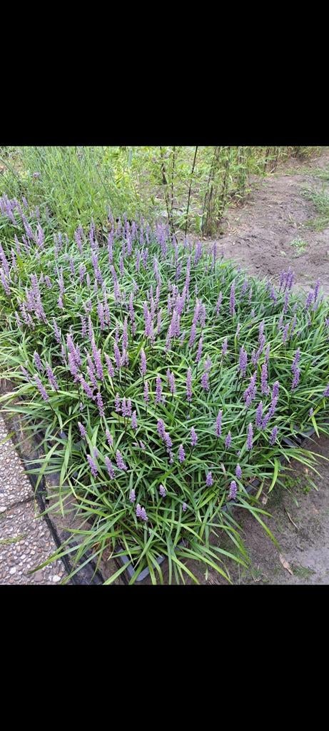 Liriope Paars en wit, Tuin en Terras, Planten | Tuinplanten, Ophalen, Vaste plant, Siergrassen, Halfschaduw
