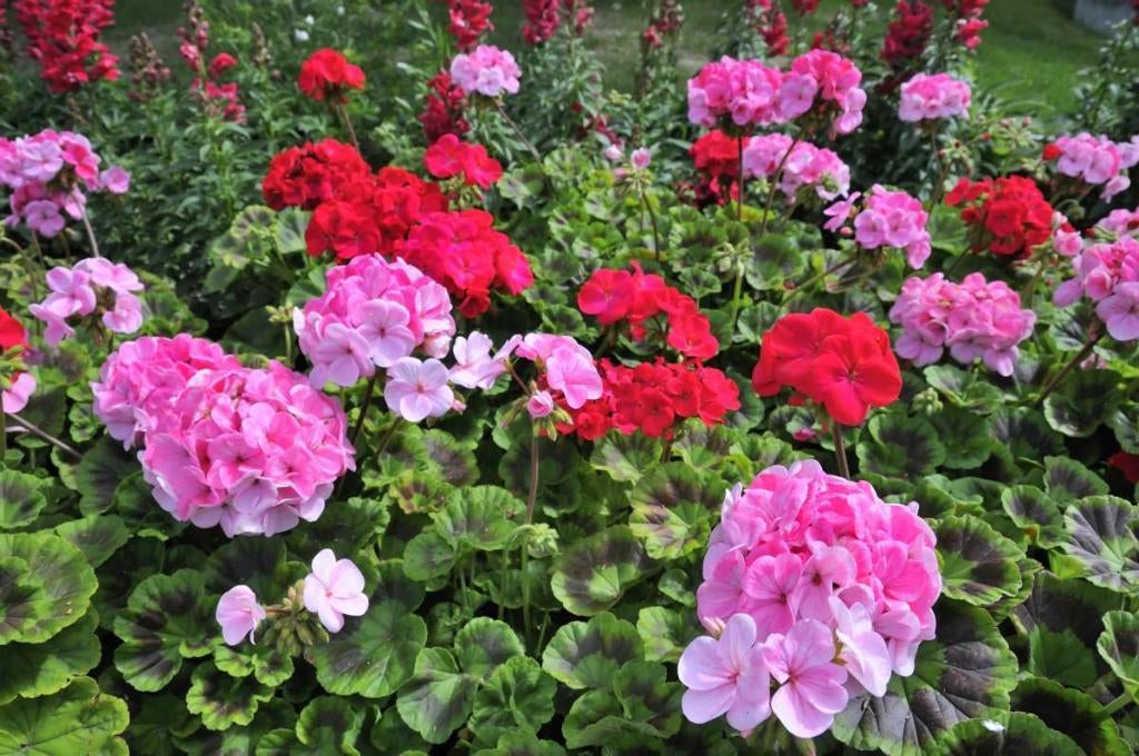 tuinplanten, Tuin en Terras, Ophalen, Eenjarig, Overige soorten, Halfschaduw