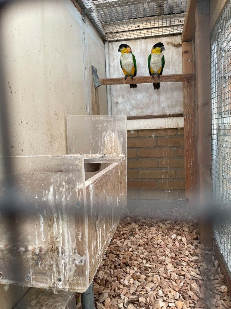 zwartkop caiques, Dieren en Toebehoren, Mannelijk, Parkiet