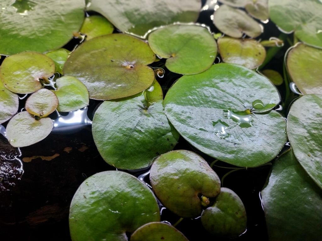 Drijfplanten aqarium, Dieren en Toebehoren, Ophalen, Zo goed als nieuw, Plant(en), Steen of Hout