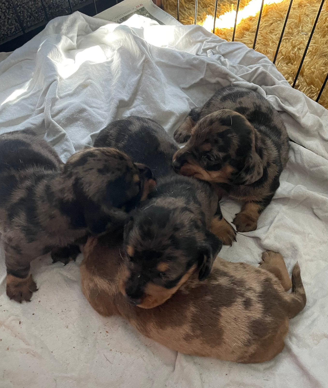 Teckel pups /Ruwharige teckel puppy’s, Parvo, 8 tot 15 weken, Dwerg, Meerdere