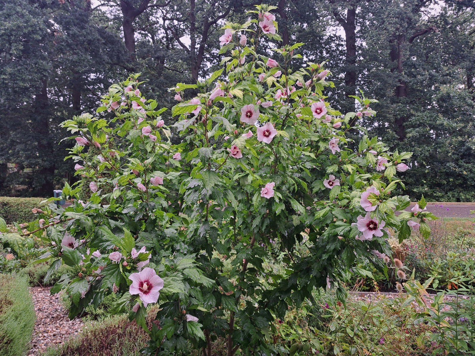 zaden hibiscus syriacus Red heart, Verzenden, Volle zon