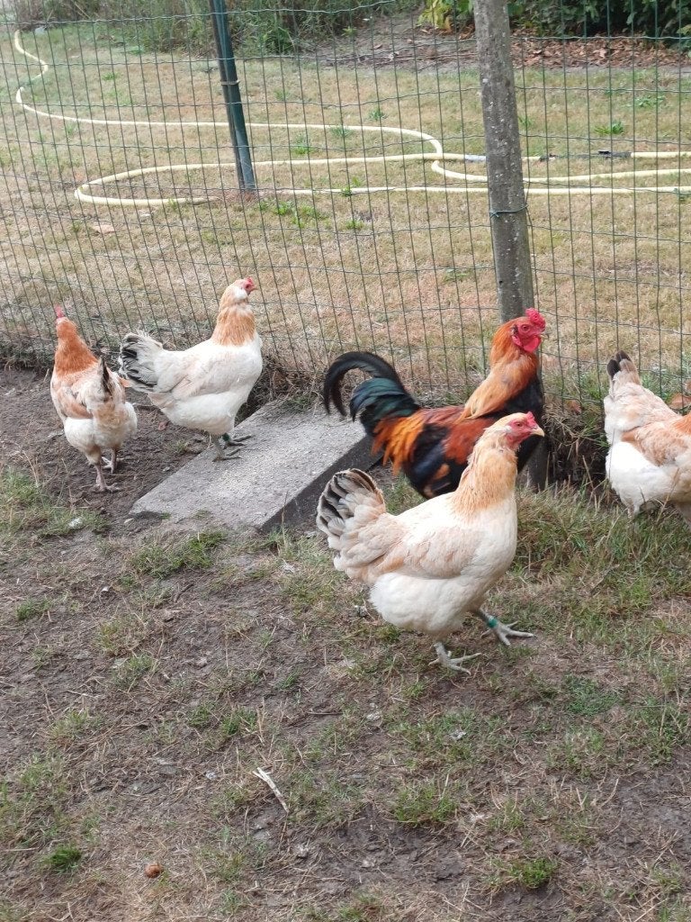 Pluimvee, Dieren en Toebehoren, Pluimvee, Vrouwelijk, Kip