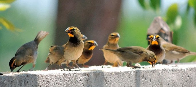Grote cubavink, Dieren en Toebehoren, Meerdere dieren, Geringd