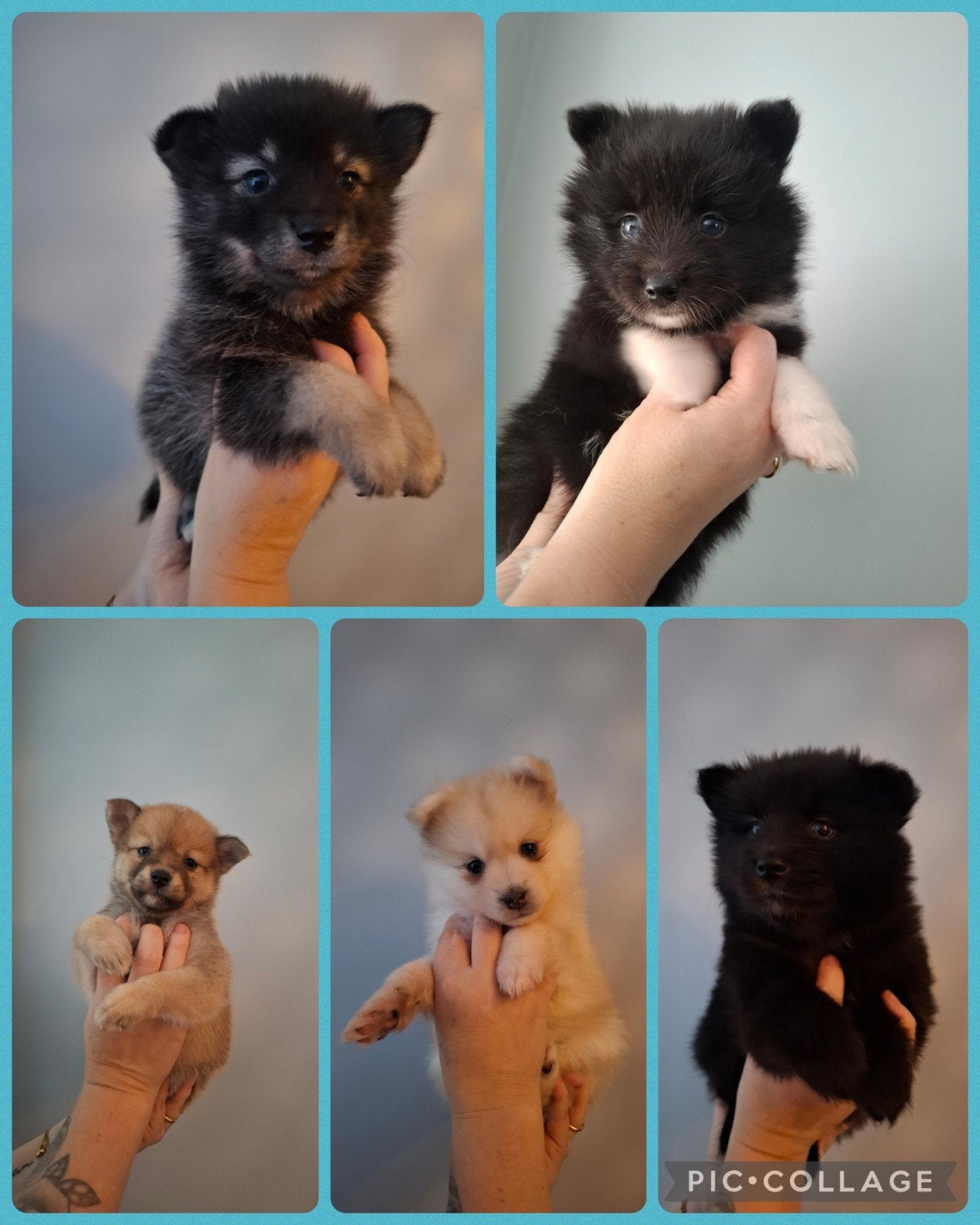Nog 2 van de 5 pomsky pups beschikbaar!, Overige rassen, 8 tot 15 weken, Meerdere, Meerdere dieren