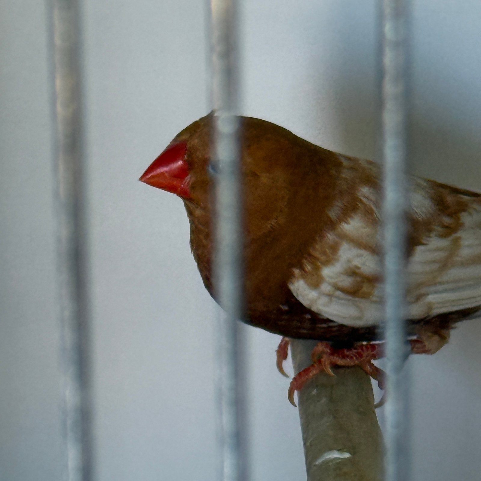 Zebravinken, Dieren en Toebehoren, Vogels | Overige Vogels, Mannelijk