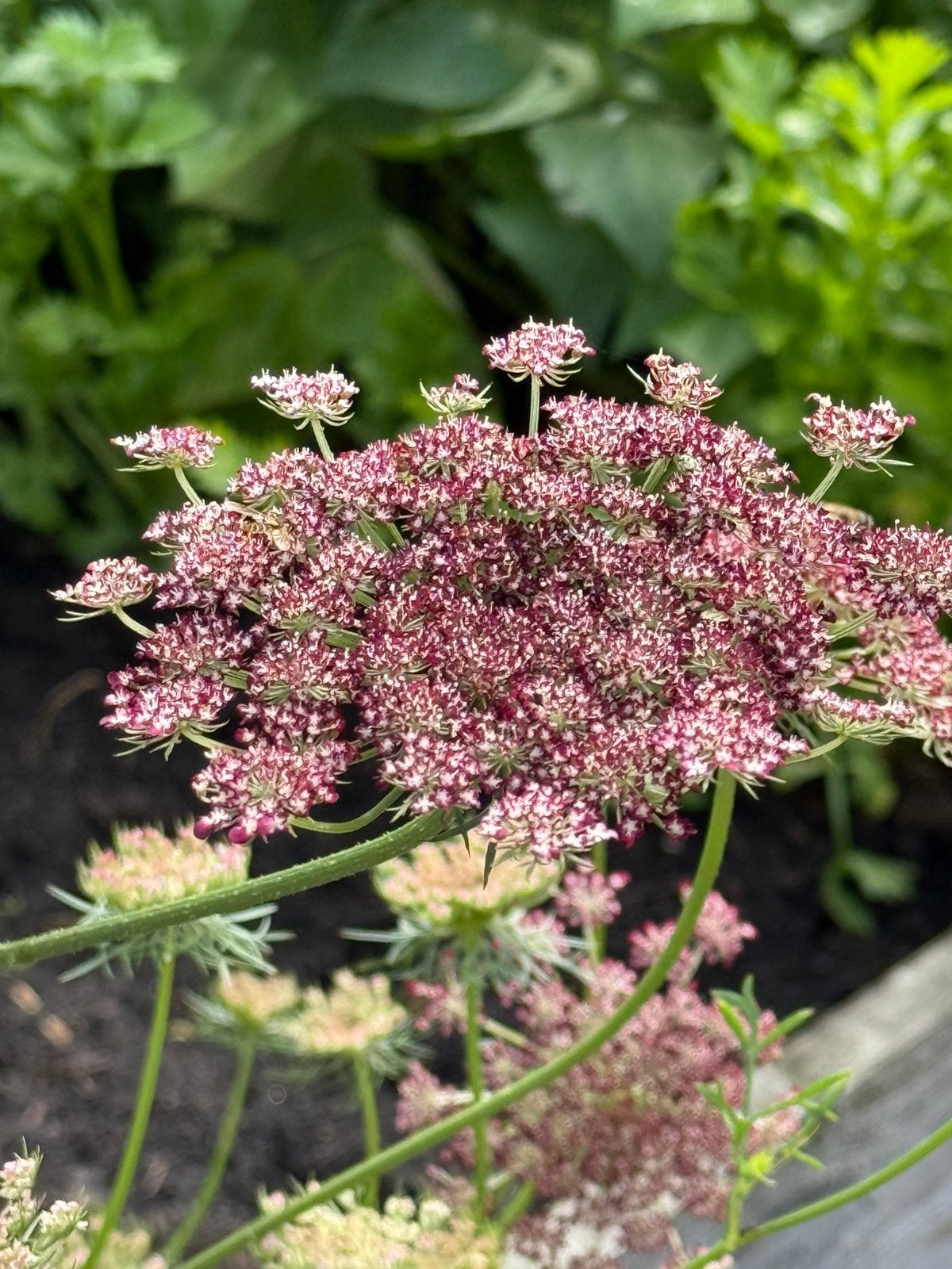 Rode WILDE PEEN -DAUCUS CAROTA 'DARA, Ophalen of Verzenden, Volle zon