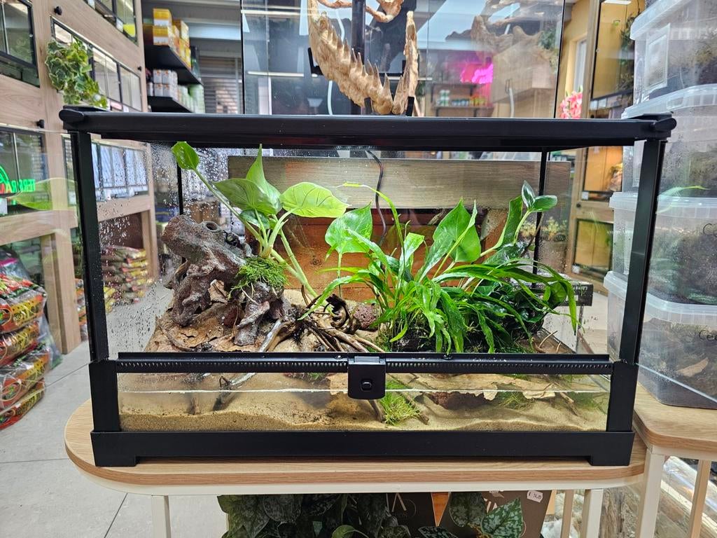 Bioactief paludarium met vampier krabben, Dieren en Toebehoren, Ophalen, Nieuw, Terrarium of Paludarium