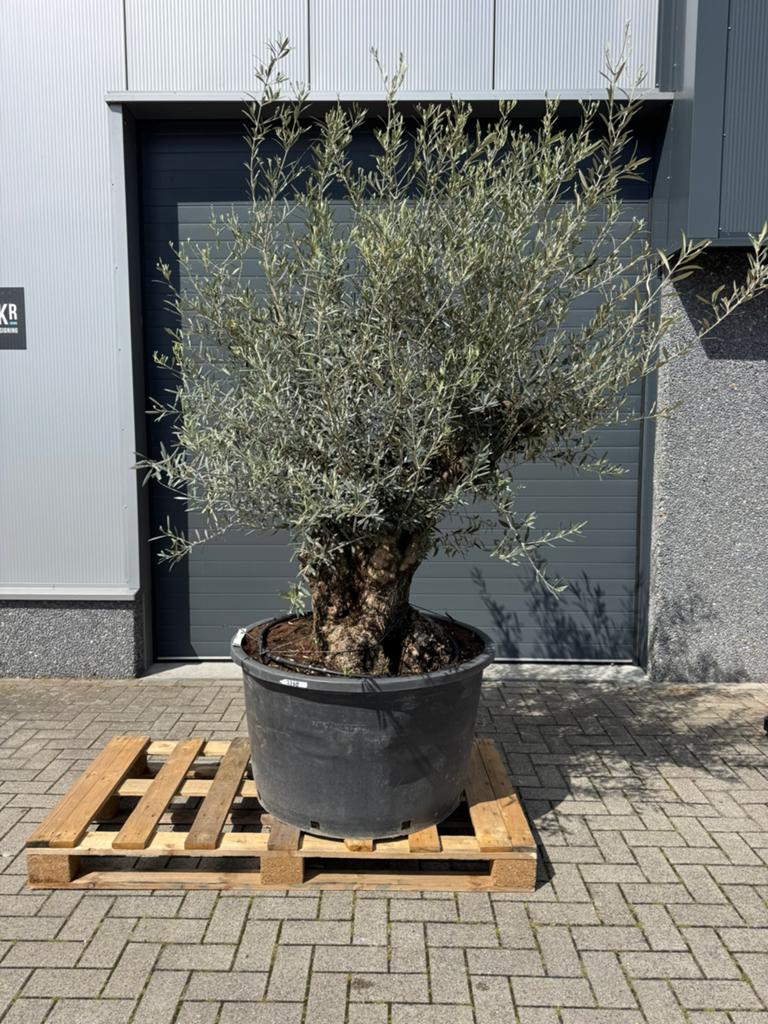 Olijfboom bonsai dikke stam, Bloeit niet, 100 tot 250 cm, Olijfboom, Ophalen