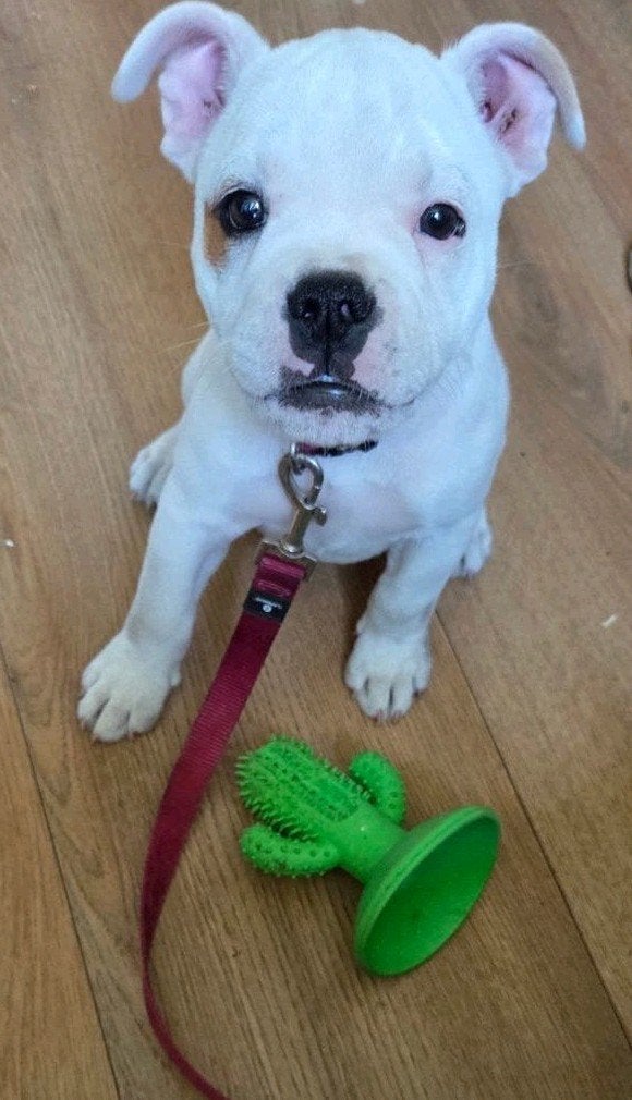 Engelse bulldog x stafford, 8 tot 15 weken, Teef, Bulldog, Eén hond