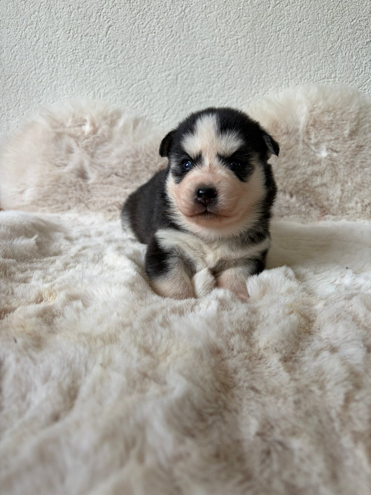 F3 pomsky pups, Overige rassen, CDV (hondenziekte), 8 tot 15 weken, Meerdere