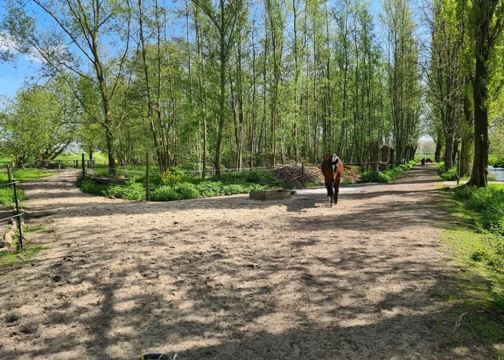 Plaatsje vrij op paddock paradise, Dieren en Toebehoren