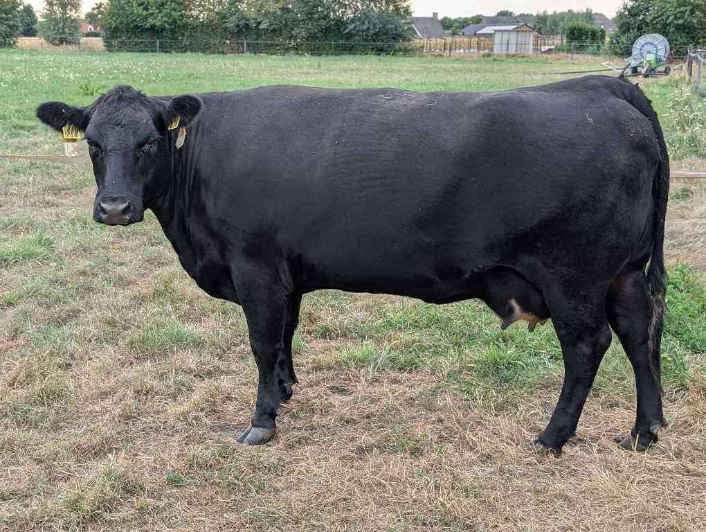 Black Angus koe, Meerdere dieren, 3 tot 6 jaar