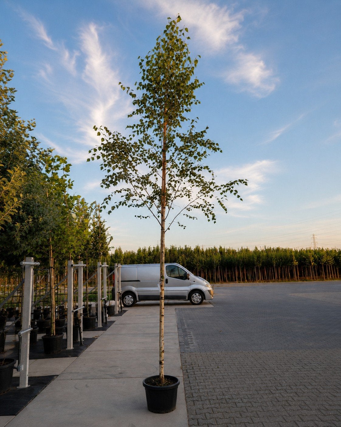 Betula Pendula (Ruwe Berk) - Maat 8-10
