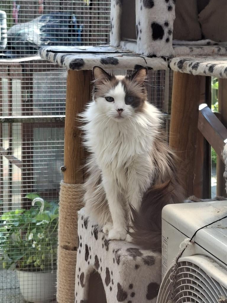 Ragdoll moeder en Ragdoll x Siamees snowshoe  dochter, Poes