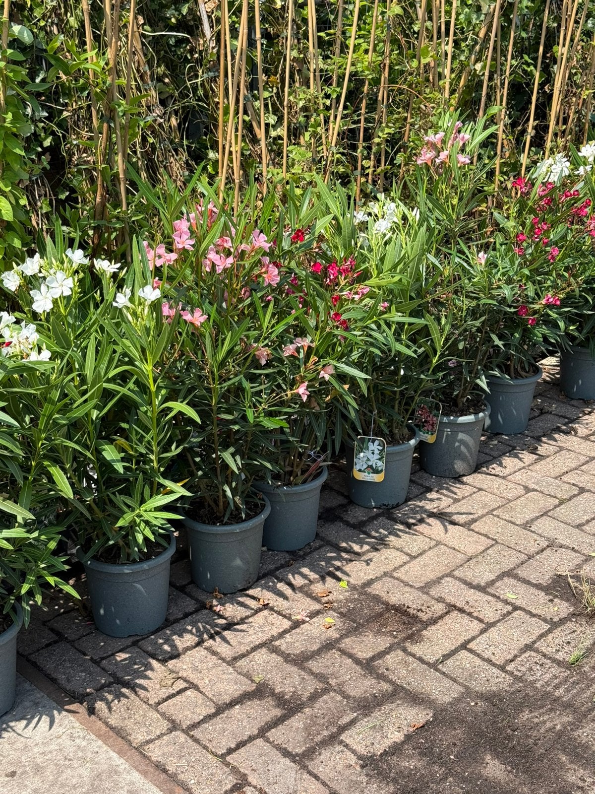 Oleanders italiaanse import nette pot 4 liter hoogte 70.+, Volle zon, Vaste plant, Zomer, Ophalen