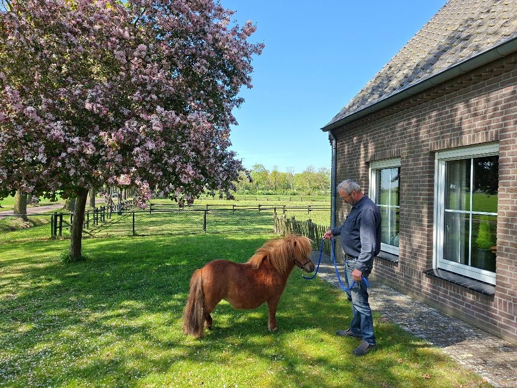 Super brave mini pony, Dieren en Toebehoren, Pony's, Merrie, A pony (tot 1.17m), Recreatiepony, Gechipt