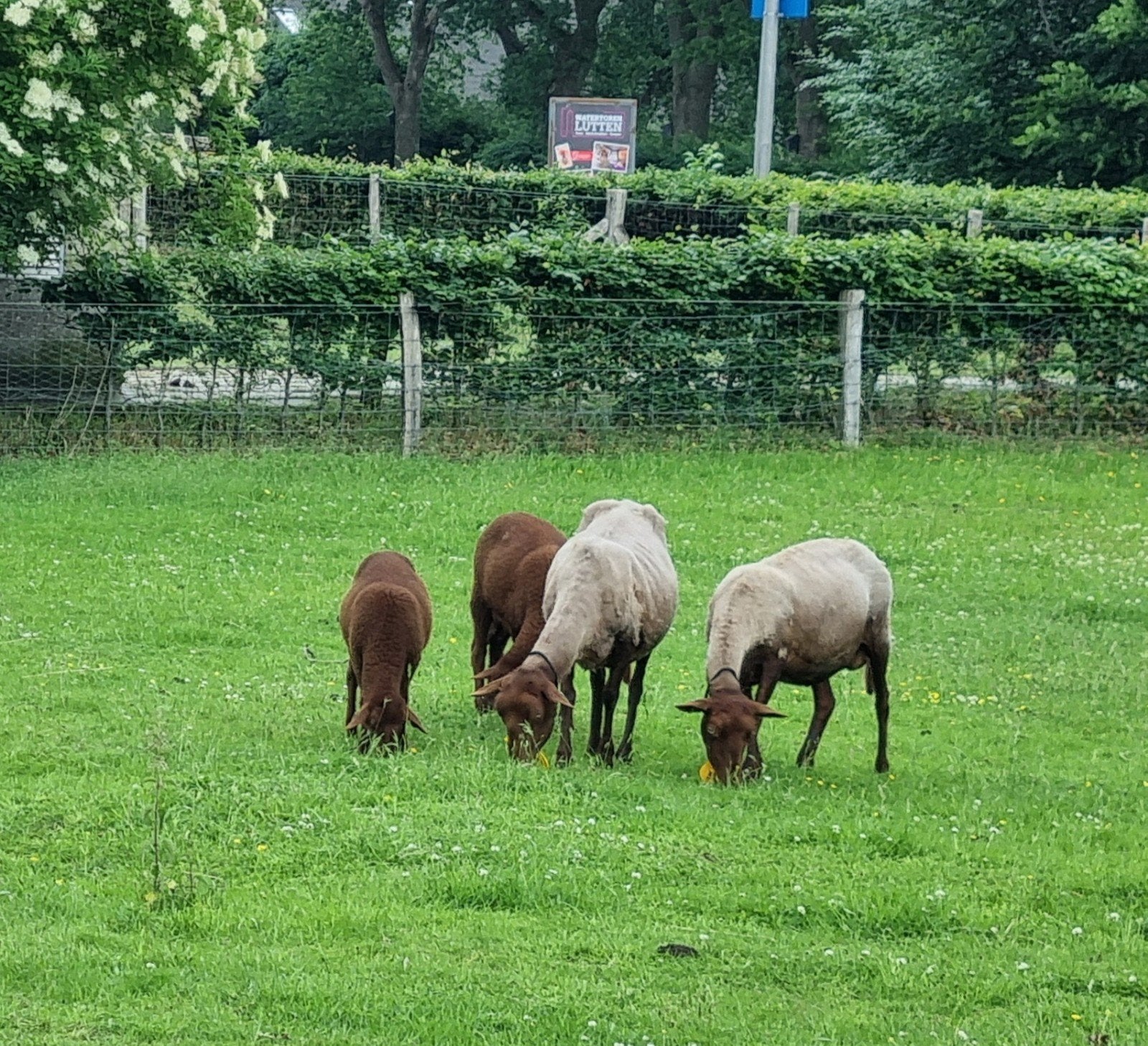 Solognote lammeren te koop, Dieren en Toebehoren, Schapen, Geiten en Varkens, Meerdere dieren, Schaap
